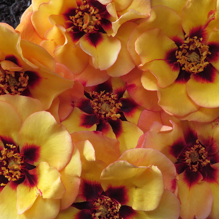 Rose RSPB RazzleBEEdazzle! 4L Pot C GW