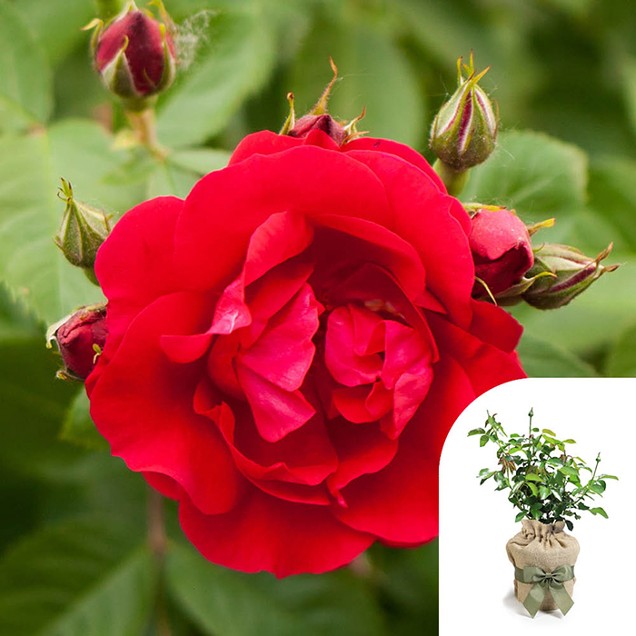 Rose Love Never Dies 4L pot GW