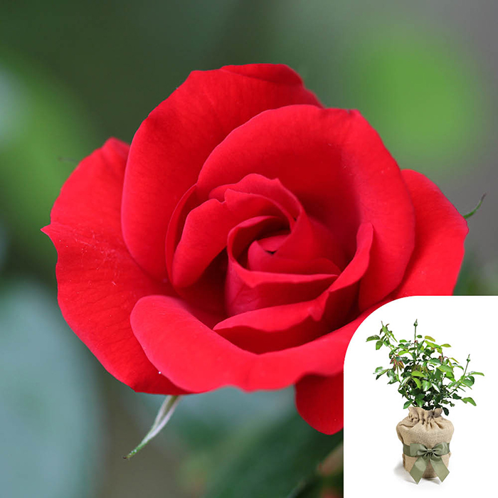 Rose Red Romance 4L Pot GW