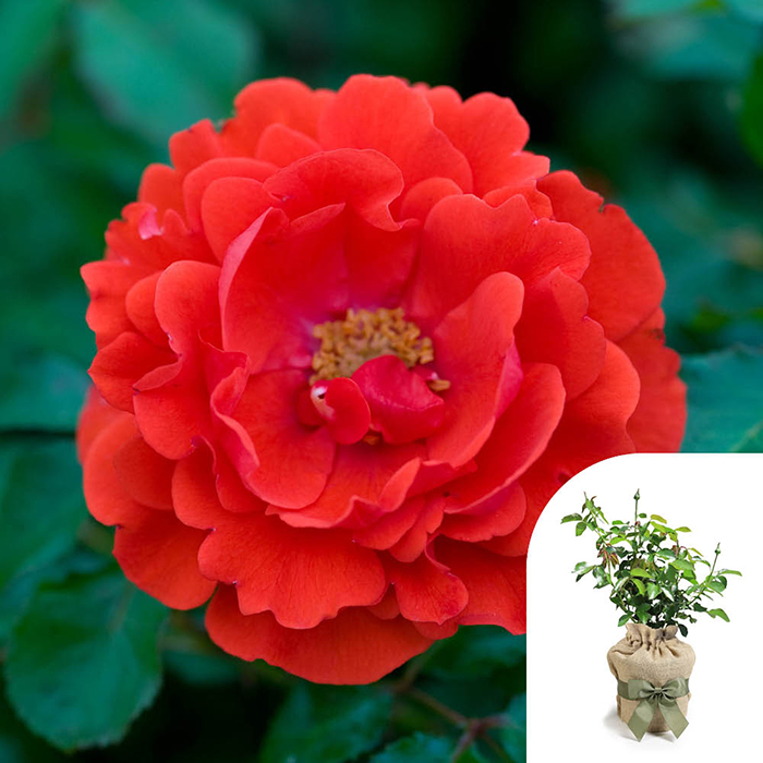 Rose Remembrance 4L pot GW