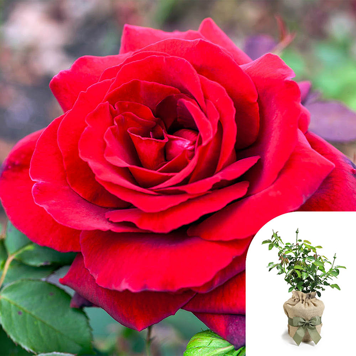 Rose Royal William 4L pot (ROTY 1987) GW