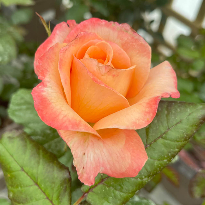 Rose Heather's Rose 4L Pot GW