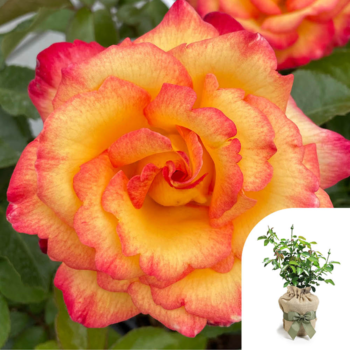 Rose Sheila's Perfume 4L pot GW