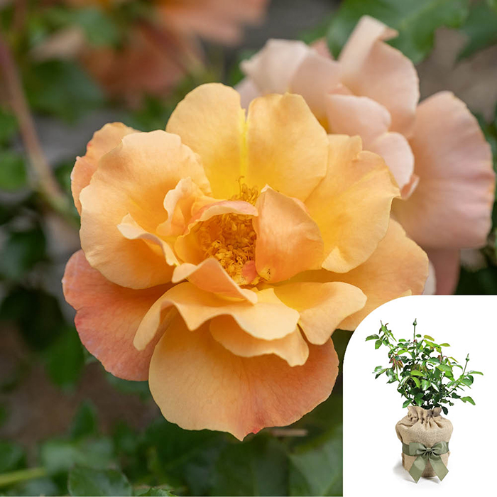 Rose Simple Gold 4L Pot GW