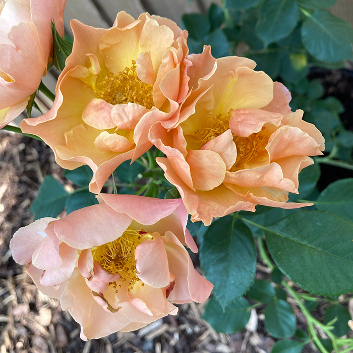 Rose Simple Gold 4L Pot GW