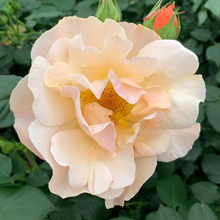 Rose Simple Gold 4L Pot GW