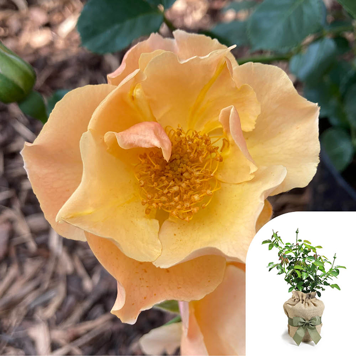 Rose Sharon's Rose 4L Pot GW