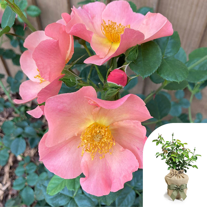 Rose Simple Peach 4L pot GW