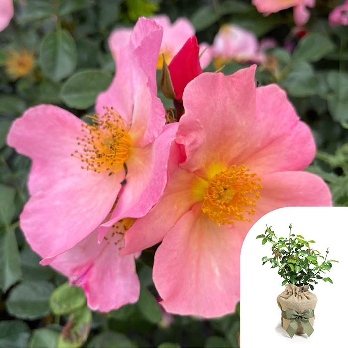 Rose Brian's Rose 4L pot GW