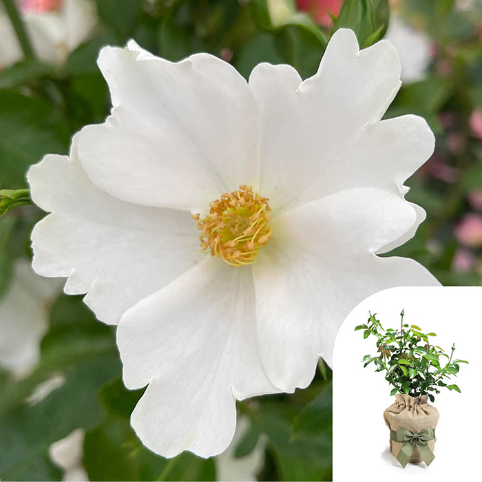 Rose Simple White (Keros) 4L Pot GW