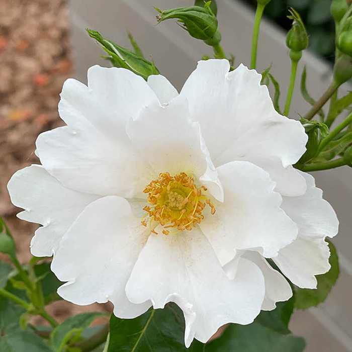Rose Simple White (Keros) 4L Pot GW