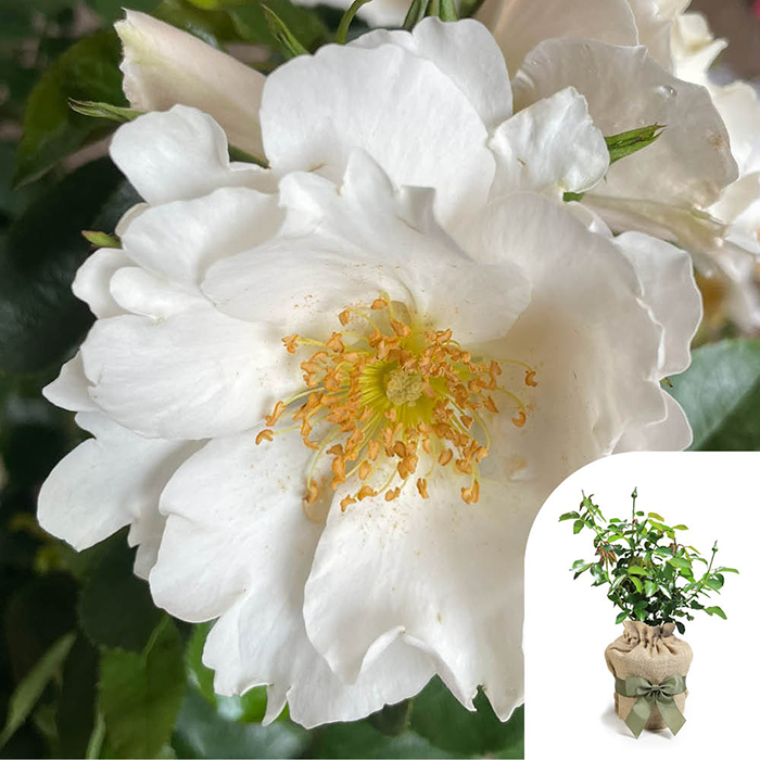 Rose Ronald's Rose 4L Pot GW