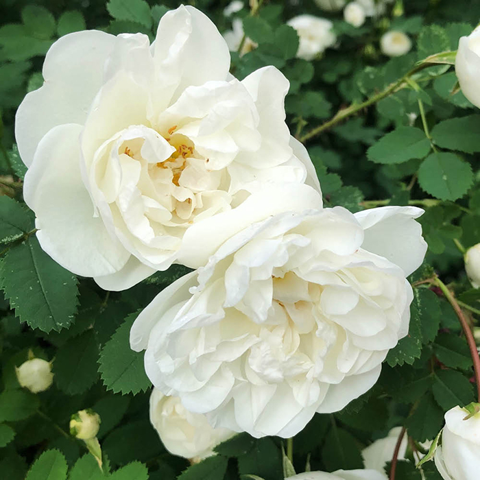 Rose White Patio 4L pot GW