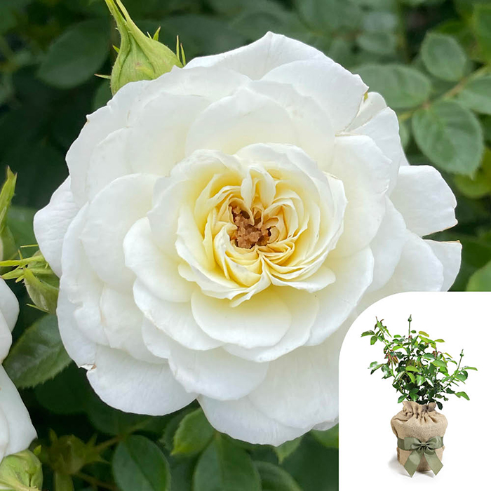 Rose Silver Wedding Celebration 4L Pot GW