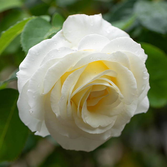 Rose Silver Wedding Celebration 4L Pot GW