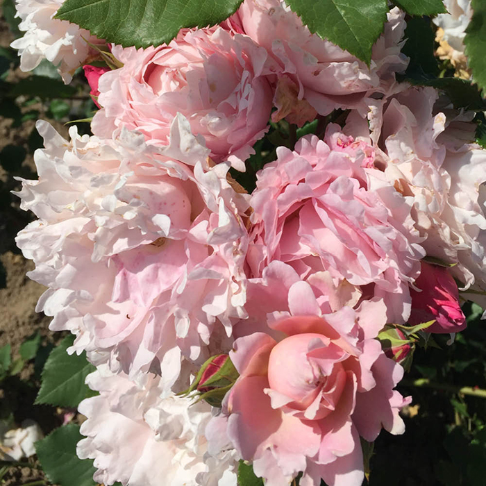 Rose Sophie Rochas 4L pot GW