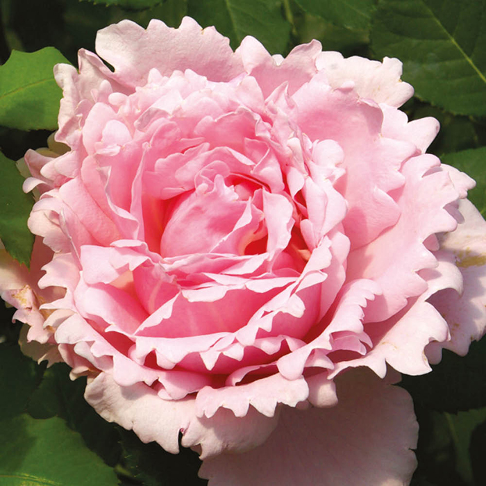 Rose Sophie Rochas 4L pot GW