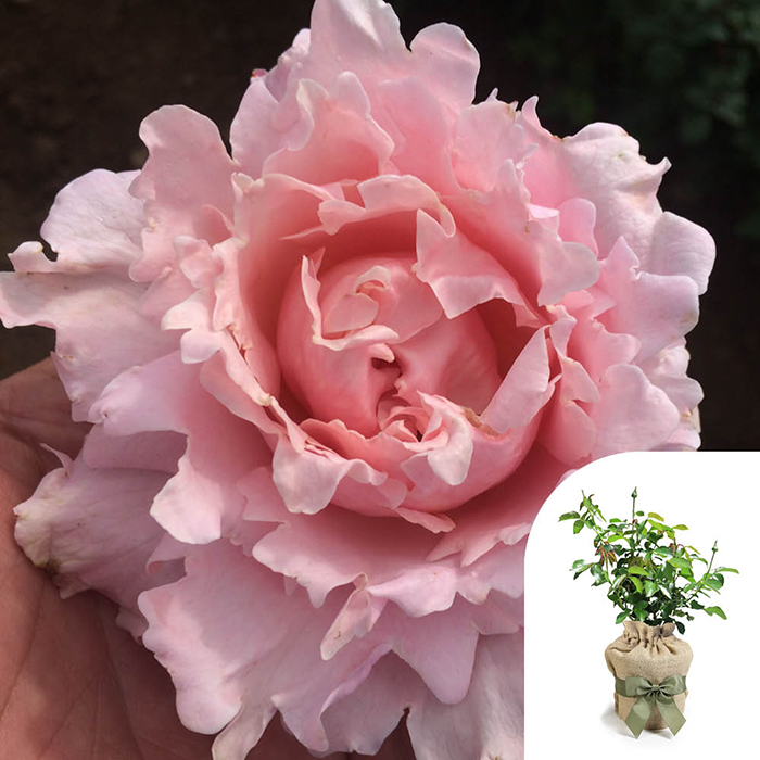 Rose King Charles Coronation 4L pot GW
