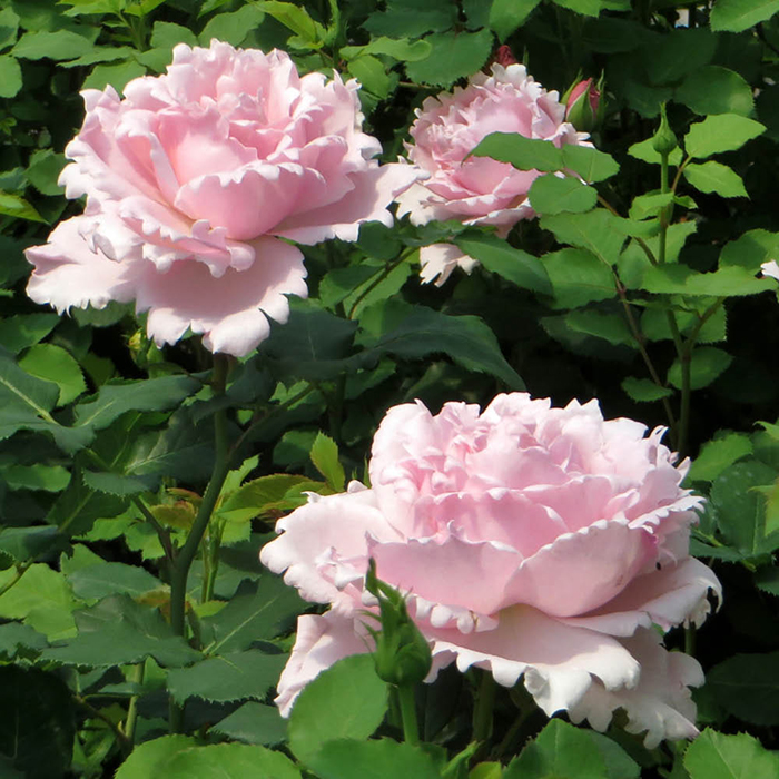 Rose Peter's Rose 4L Pot GW