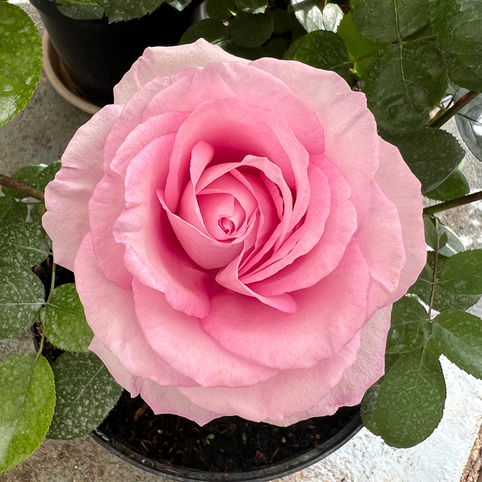 Rose Spark of Life 4L pot C GW