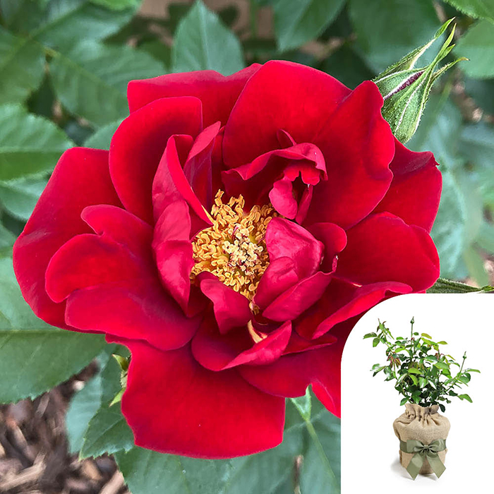 Rose Special Dad 4L pot GW
