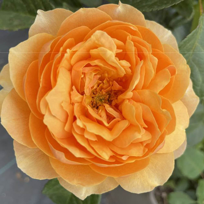 Rose St Richard Of Chichester 4L pot GW