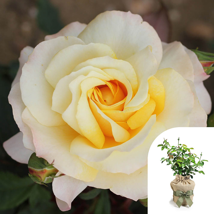 Rose Sunny Sky (ROTY 2016) 4L Pot GW