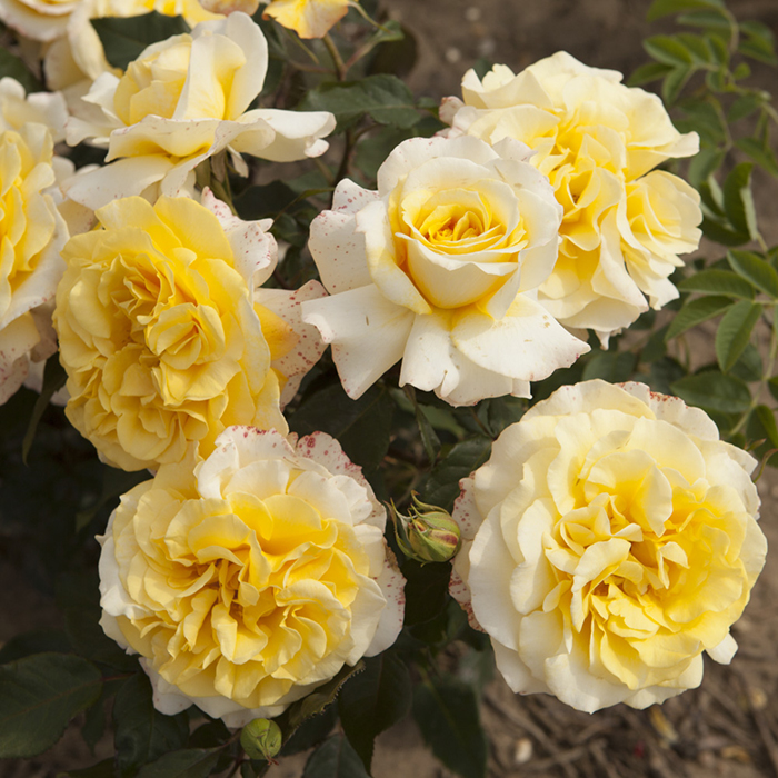 Rose Sunny Sky (ROTY 2016) 4L Pot GW