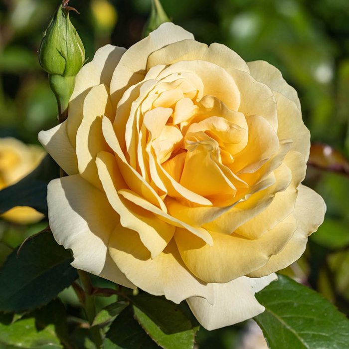 Rose Sweet Memories 4L pot GW