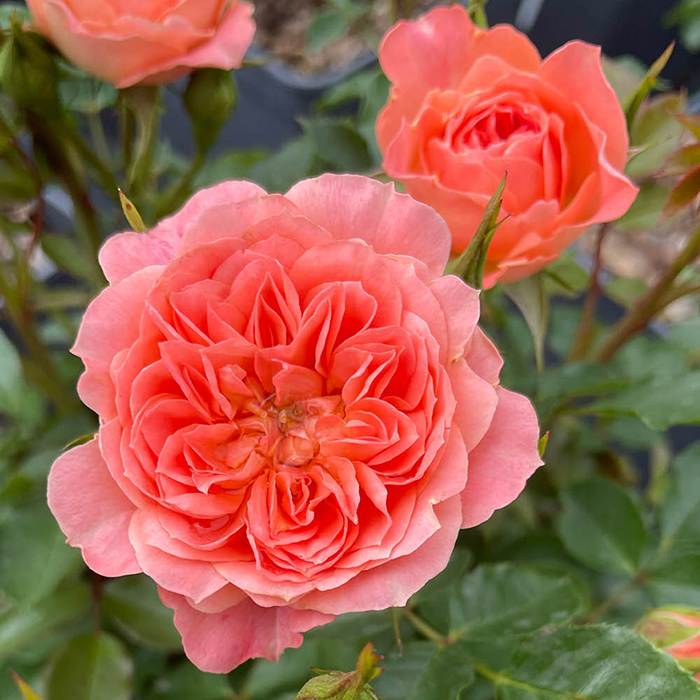 Rose Sweet Wonder 4L pot GW