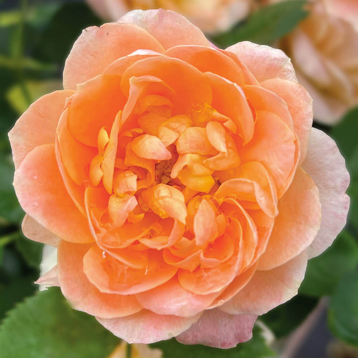 Rose Sweet Wonder 4L pot GW