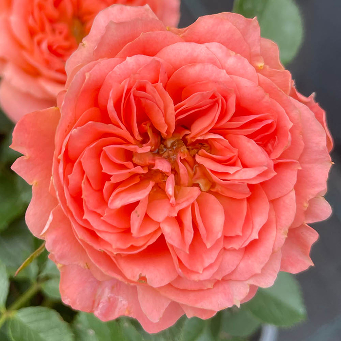 Rose Gregory's Rose 4L Pot GW