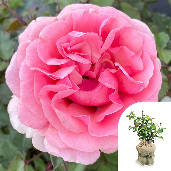 Rose Special Grandma 4L pot GW