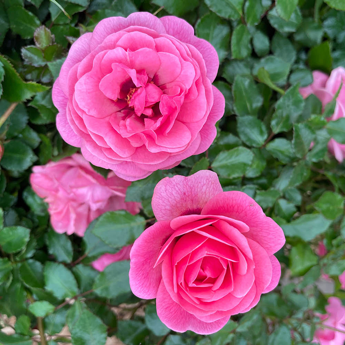 Rose Special Grandma 4L pot GW