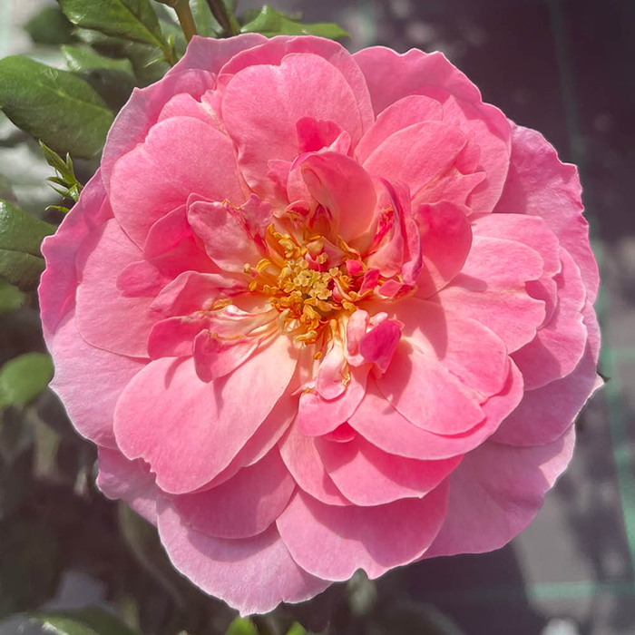 Rose The Eve 4L pot GW