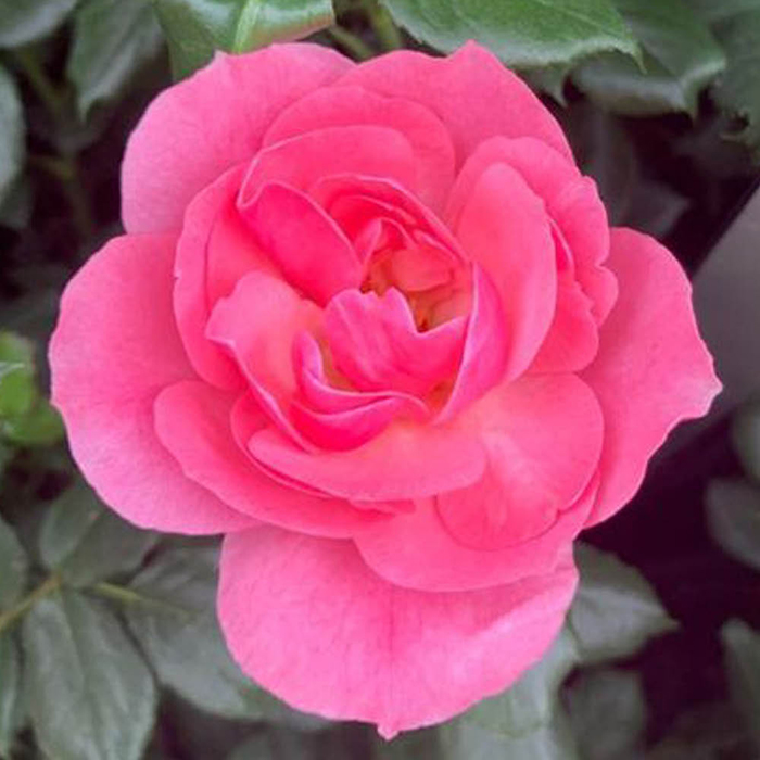 Rose The Eve 4L pot GW