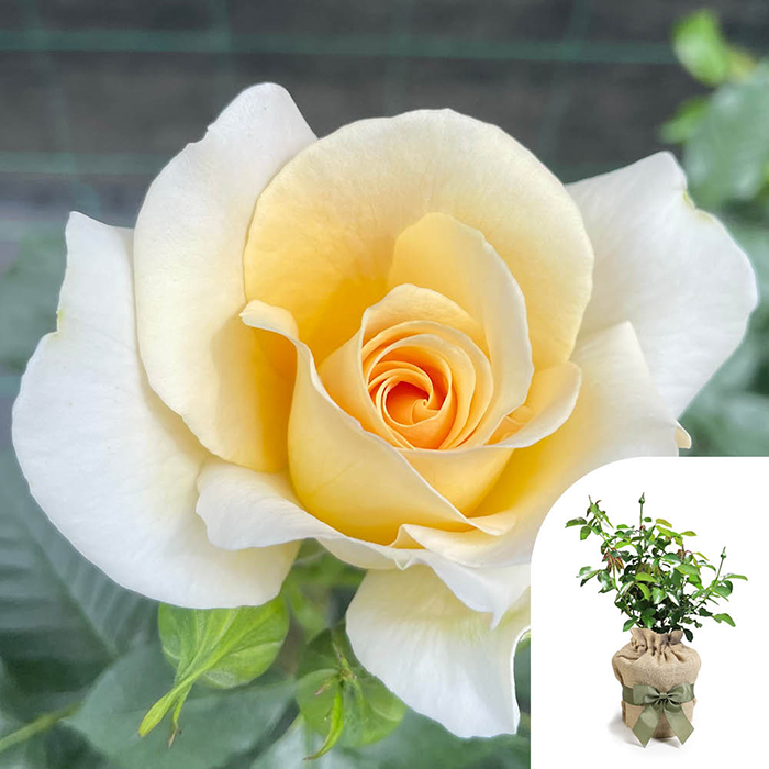 Rose At Peace 4L pot GW