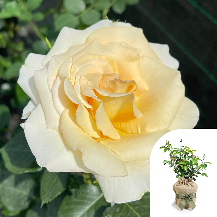 Rose Best Teacher Ever 4L pot GW