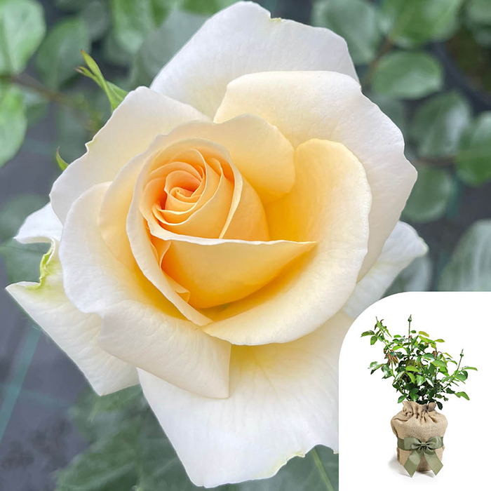 Rose John Ystumllyn 4L pot GW