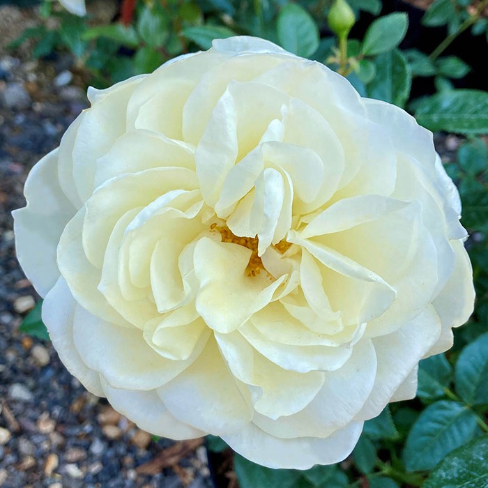 Rose Royal Philharmonic Orchestra 4L C GW