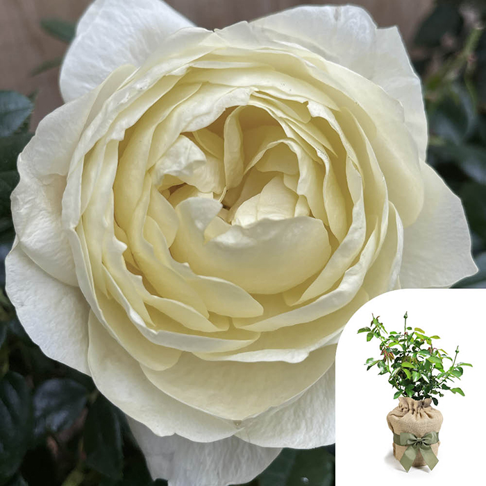 Rose True Love 4L pot GW
