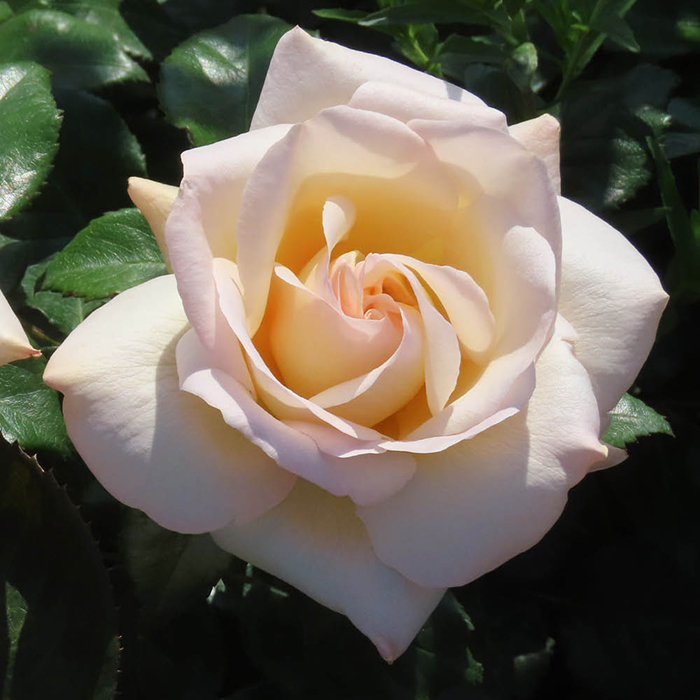 Rose Claire's Rose 4L Pot GW