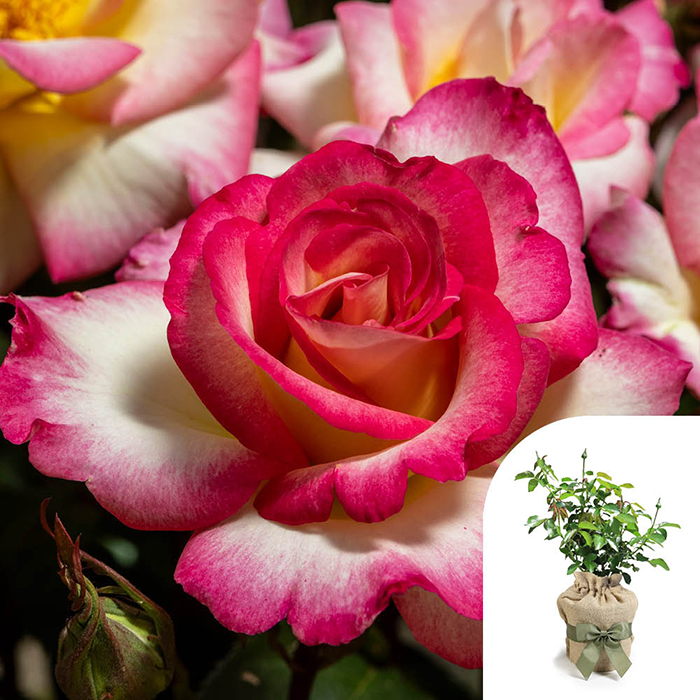 Rose You're My everything 4L Pot (ROTY 2025)�GW