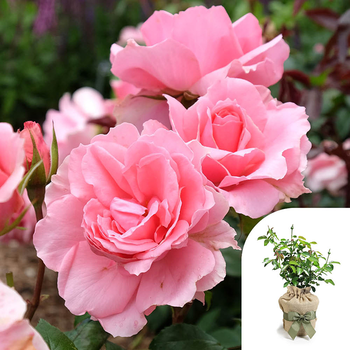 Rose You're Beautiful 4L Pot (ROTY 2013) GW