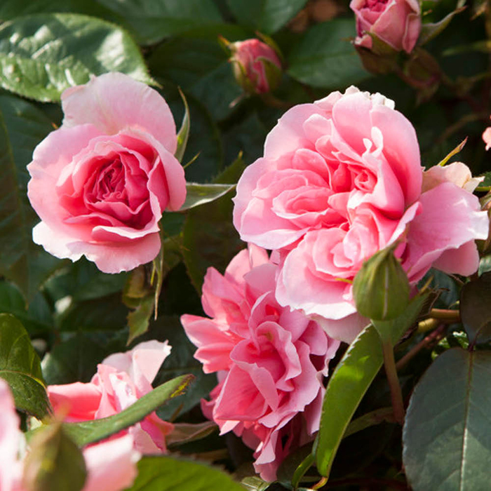 Rose You're Beautiful 4L Pot (ROTY 2013) GW