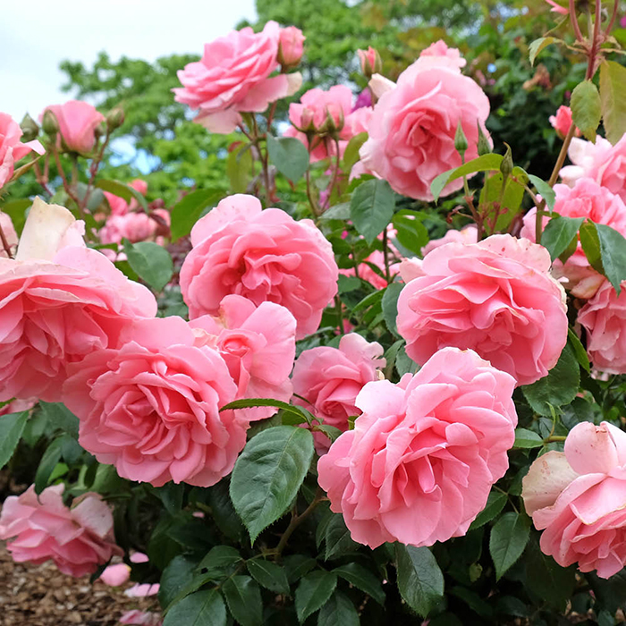 Rose You're Beautiful 4L Pot (ROTY 2013) GW