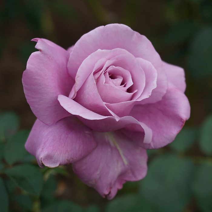 Rose The Birthday Boy 4L pot GW