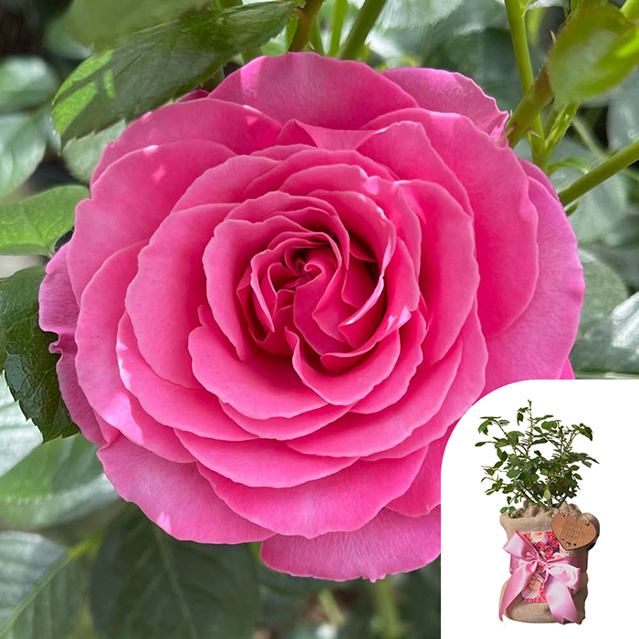 Rose Mum in a Million 4L pot GW & Plaque