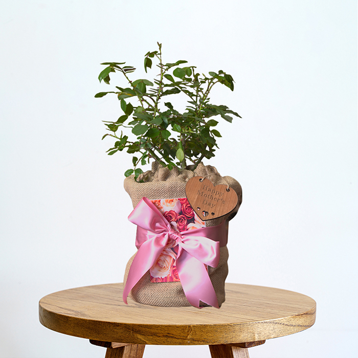 Rose Mum in a Million 4L pot GW & Plaque