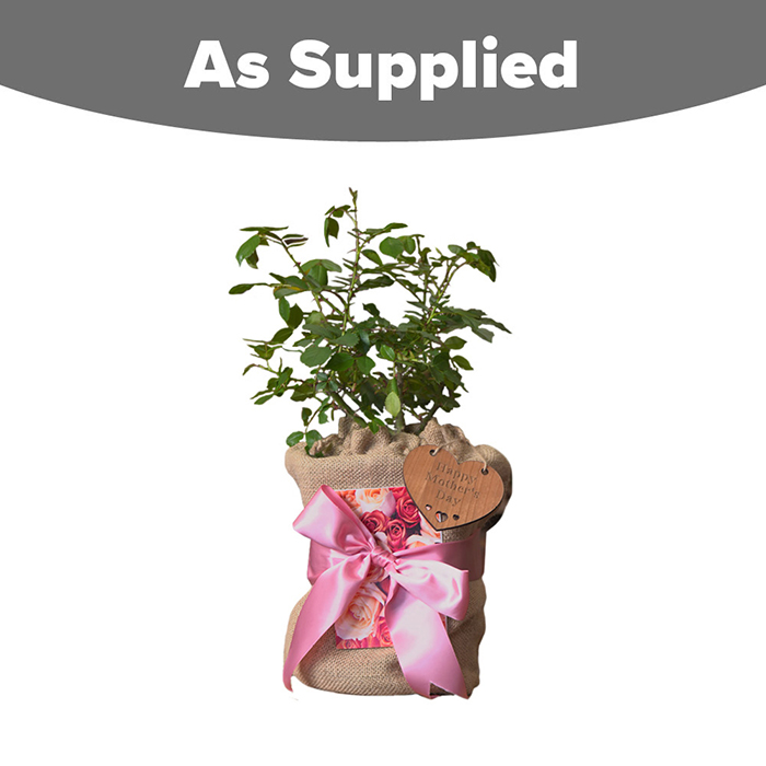 Rose Mum in a Million 4L pot GW & Plaque